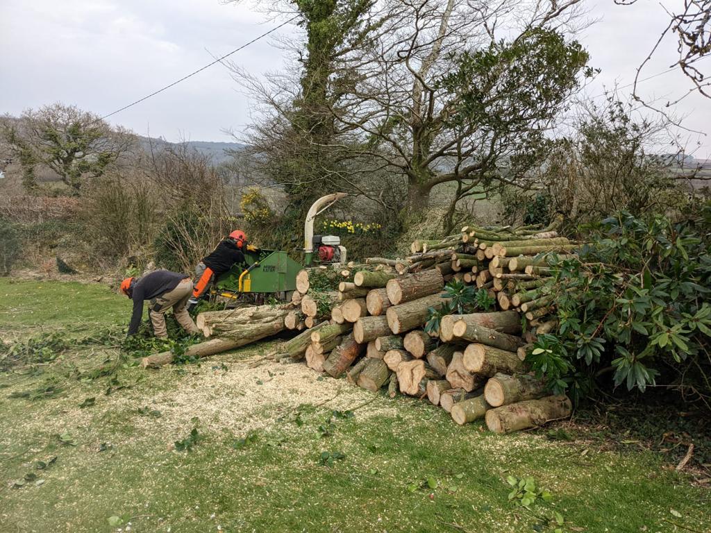 Clearbrook Tree Services - Tree Cutting