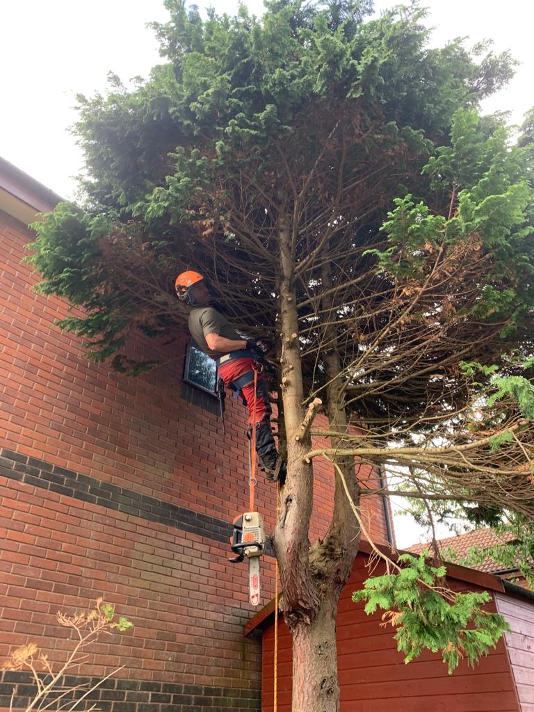 Clearbrook Tree Services - Tree Trimming