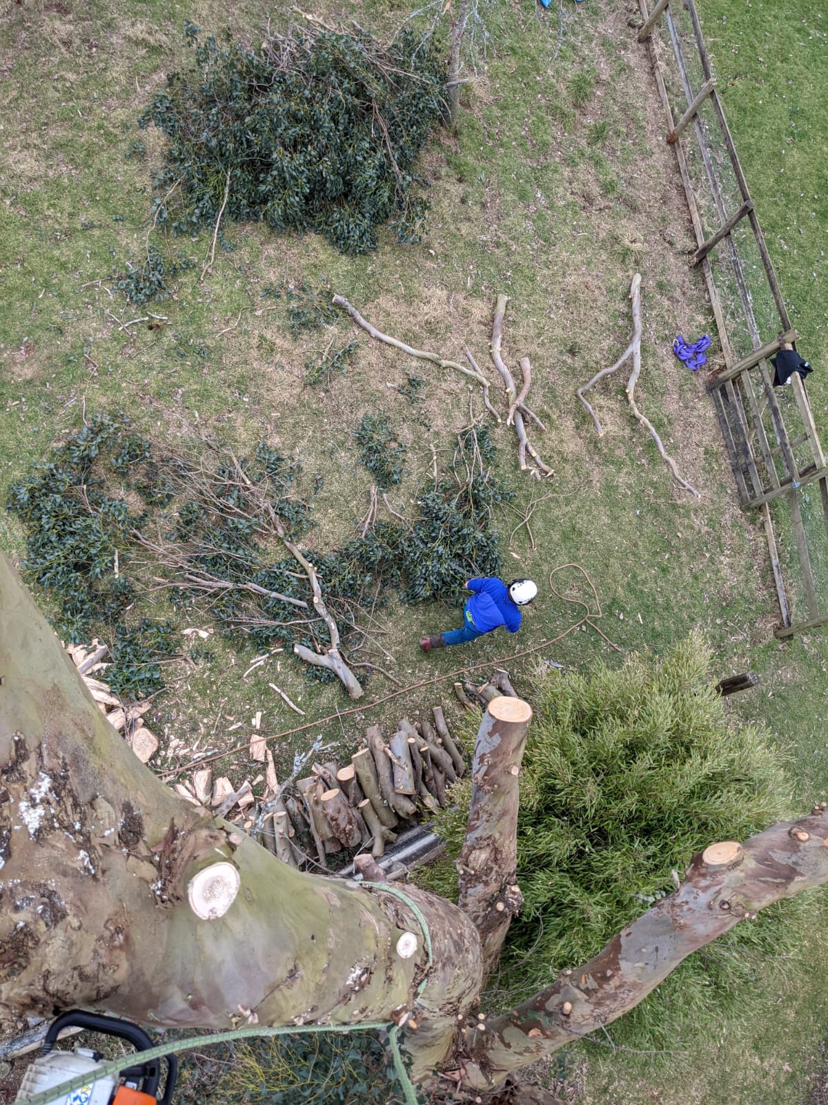 Clearbrook Tree Services - Bird's Eye View