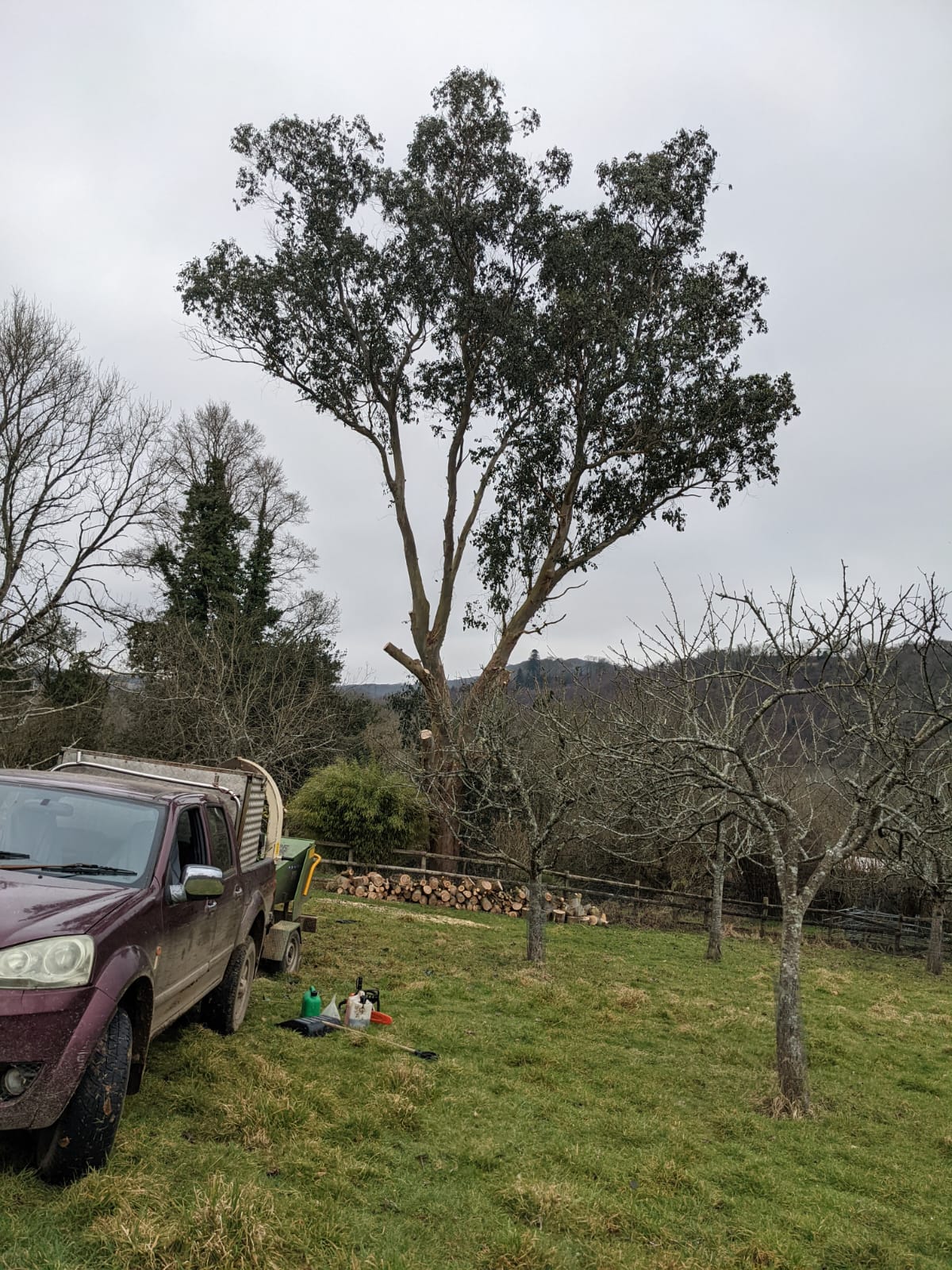 Clearbrook Tree Services - Finished Tree Job